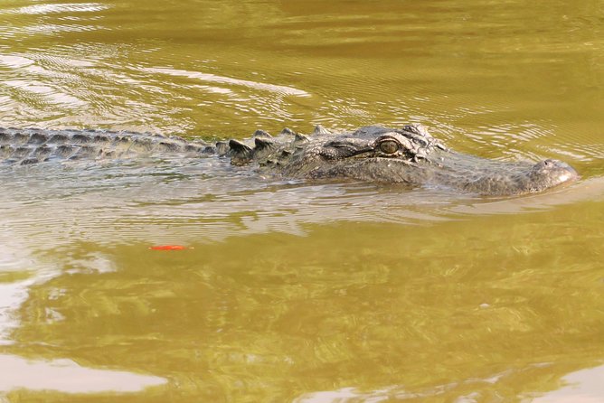 Ultimate Swamp Tour Experience with Transportation from New Orleans - Who should book this swamp tour?