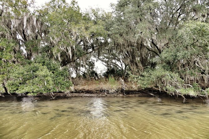 Ultimate Swamp Tour Experience with Transportation from New Orleans - Should you book it?